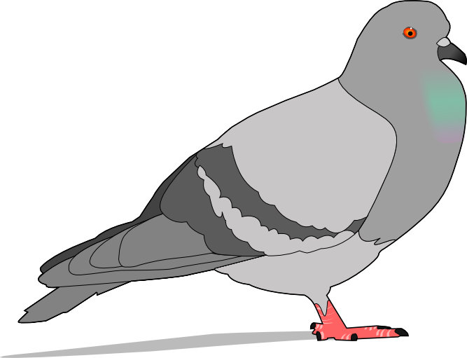 jondkoon_pigeon