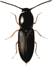 jbruce_beetle_(cardiophorus)