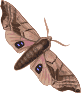 jbruce_moth_(smerinthus_geminatus)_top_view