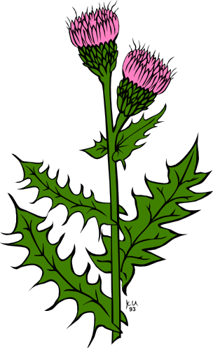 Gerald_G_KU_cirsium_arvense