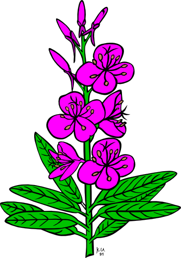 Gerald_G_KU_epilobium_angustifolium