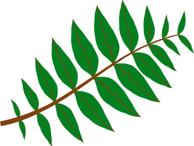 cemkalyoncu_Pinnate_Leaf