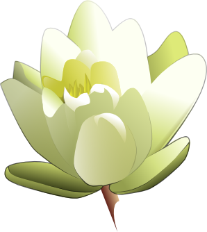 leland_mcinnes_Water_Lily