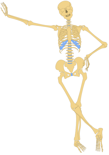 metalmarious_Human_Skeleton(Outline)